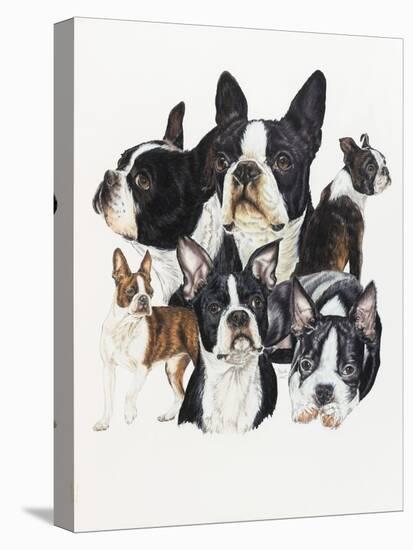 Boston Terrier-Barbara Keith-Stretched Canvas