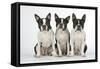 Boston Terriers, 3 Sitting Together-null-Framed Stretched Canvas