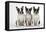 Boston Terriers, 3 Sitting Together-null-Framed Stretched Canvas