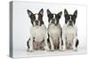 Boston Terriers, 3 Sitting Together-null-Stretched Canvas