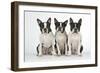 Boston Terriers, 3 Sitting Together-null-Framed Photographic Print