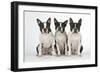 Boston Terriers, 3 Sitting Together-null-Framed Photographic Print