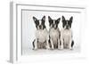 Boston Terriers, 3 Sitting Together-null-Framed Photographic Print