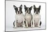 Boston Terriers, 3 Sitting Together-null-Mounted Photographic Print