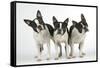 Boston Terriers, 3 Standing Together-null-Framed Stretched Canvas