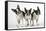 Boston Terriers, 3 Standing Together-null-Framed Stretched Canvas