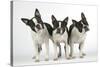 Boston Terriers, 3 Standing Together-null-Stretched Canvas