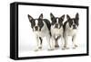 Boston Terriers, 3 Standing Together-null-Framed Stretched Canvas