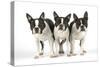 Boston Terriers, 3 Standing Together-null-Stretched Canvas