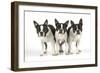 Boston Terriers, 3 Standing Together-null-Framed Photographic Print