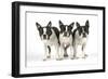 Boston Terriers, 3 Standing Together-null-Framed Photographic Print