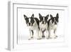 Boston Terriers, 3 Standing Together-null-Framed Photographic Print