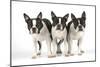 Boston Terriers, 3 Standing Together-null-Mounted Photographic Print