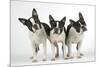 Boston Terriers, 3 Standing Together-null-Mounted Photographic Print