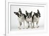 Boston Terriers, 3 Standing Together-null-Framed Photographic Print