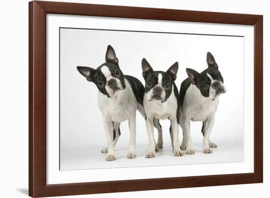 Boston Terriers, 3 Standing Together-null-Framed Photographic Print