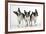 Boston Terriers, 3 Standing Together-null-Framed Photographic Print