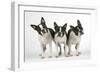 Boston Terriers, 3 Standing Together-null-Framed Photographic Print