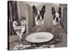 Boston Terriers Dining-Theo Westenberger-Stretched Canvas