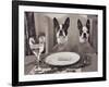 Boston Terriers Dining-Theo Westenberger-Framed Art Print