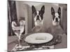 Boston Terriers Dining-Theo Westenberger-Mounted Art Print