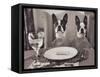 Boston Terriers Dining-Theo Westenberger-Framed Stretched Canvas