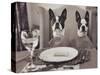 Boston Terriers Dining-Theo Westenberger-Stretched Canvas