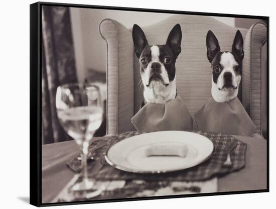 Boston Terriers Dining-Theo Westenberger-Framed Stretched Canvas