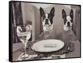 Boston Terriers Dining-Theo Westenberger-Framed Stretched Canvas