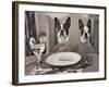 Boston Terriers Dining-Theo Westenberger-Framed Art Print