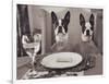 Boston Terriers Dining-Theo Westenberger-Framed Art Print