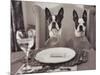 Boston Terriers Dining-Theo Westenberger-Mounted Art Print