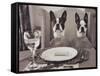 Boston Terriers Dining-Theo Westenberger-Framed Stretched Canvas