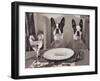 Boston Terriers Dining-Theo Westenberger-Framed Art Print