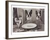 Boston Terriers Dining-Theo Westenberger-Framed Art Print