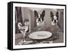 Boston Terriers Dining-Theo Westenberger-Framed Stretched Canvas