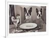 Boston Terriers Dining-Theo Westenberger-Framed Art Print