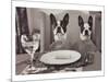 Boston Terriers Dining-Theo Westenberger-Mounted Art Print