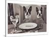 Boston Terriers Dining-Theo Westenberger-Stretched Canvas