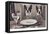 Boston Terriers Dining-Theo Westenberger-Framed Stretched Canvas
