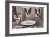 Boston Terriers Dining-Theo Westenberger-Framed Art Print