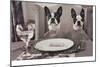 Boston Terriers Dining-Theo Westenberger-Mounted Art Print