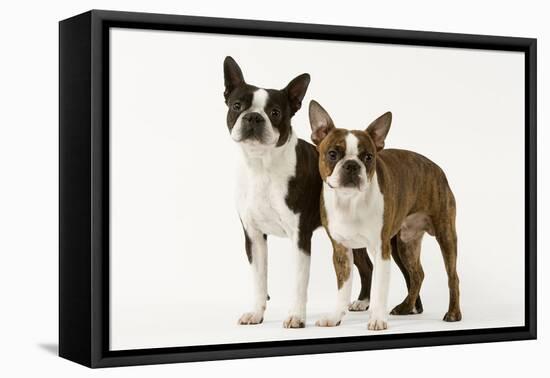 Boston Terriers Two Together-null-Framed Stretched Canvas