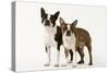 Boston Terriers Two Together-null-Stretched Canvas