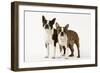 Boston Terriers Two Together-null-Framed Photographic Print