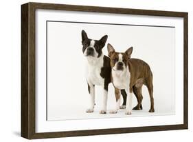 Boston Terriers Two Together-null-Framed Photographic Print