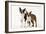 Boston Terriers Two Together-null-Framed Photographic Print