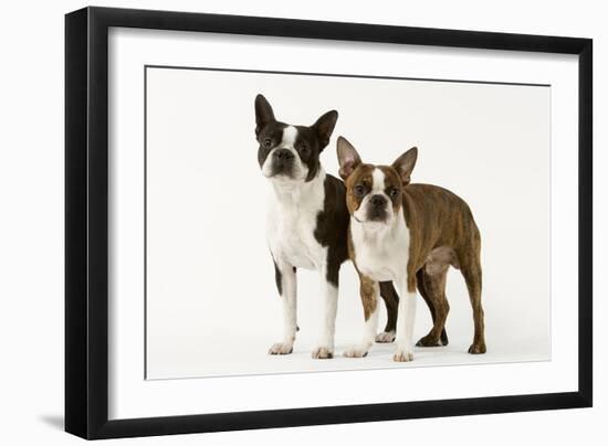 Boston Terriers Two Together-null-Framed Photographic Print