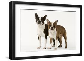 Boston Terriers Two Together-null-Framed Photographic Print