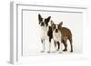 Boston Terriers Two Together-null-Framed Photographic Print